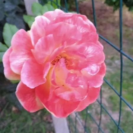 Ca Di Gat * 拉莫拉