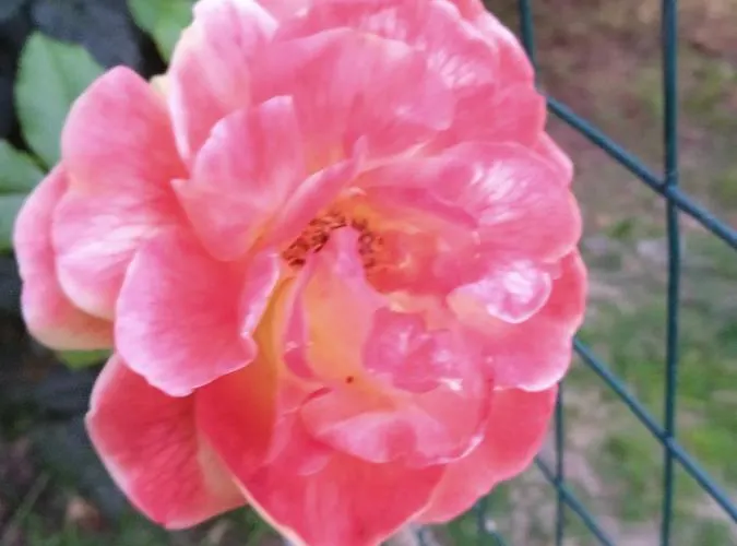 Ca Di Gat * La Morra