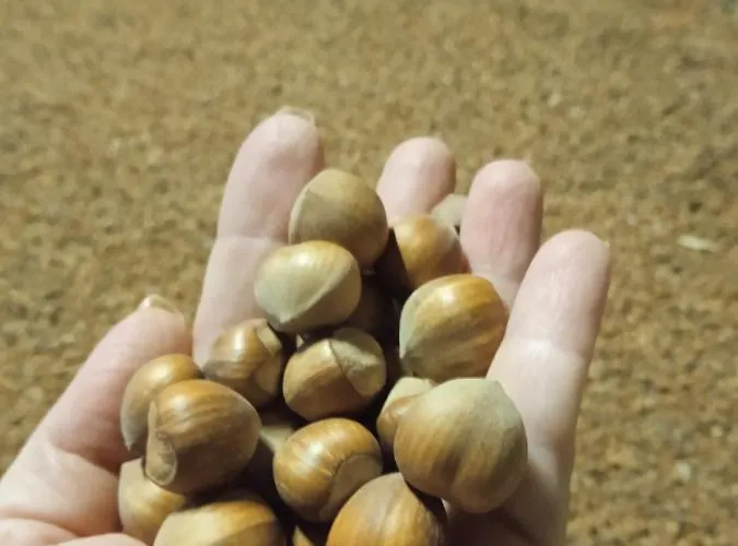 Ca Di Gat Appartement